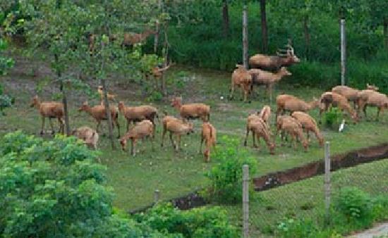 Beijing Nanhaizi Elk Museum